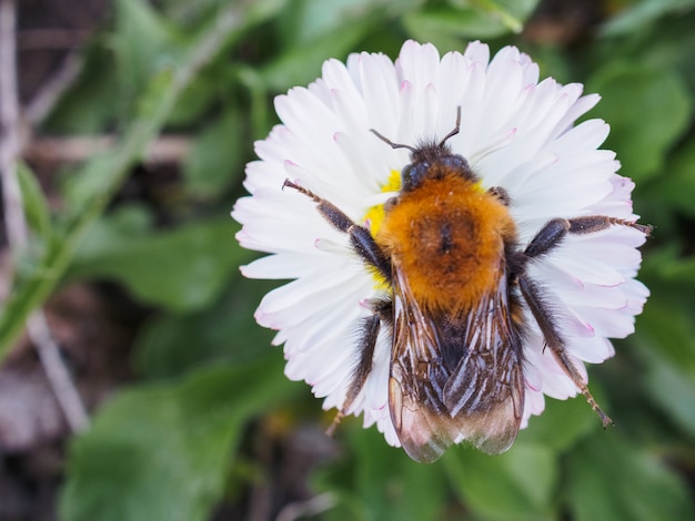 Big Bumblebee kruipen op een podium