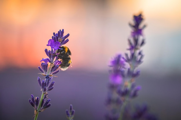 Grande bombo sui fiori di lavanda viola. avvicinamento