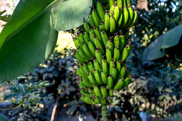 Big bunch of green banana hanging from the banana plant