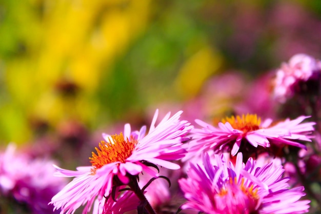 Photo big bush of beautiful and bright red asters