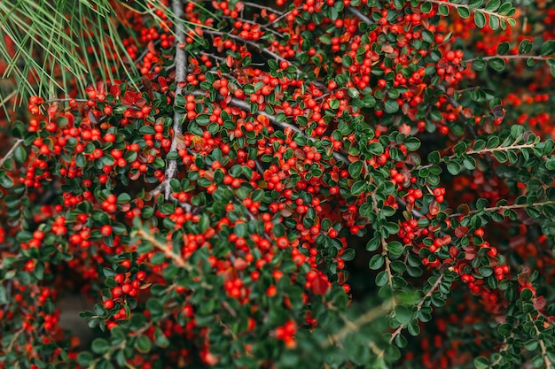 Big bush of mountain ash in a yard