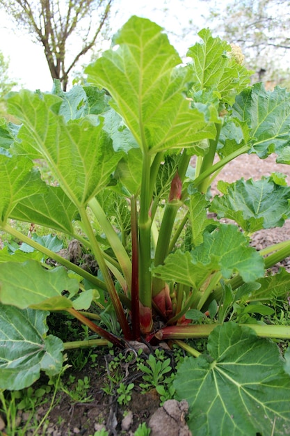 big bush of rhubarb in the summer