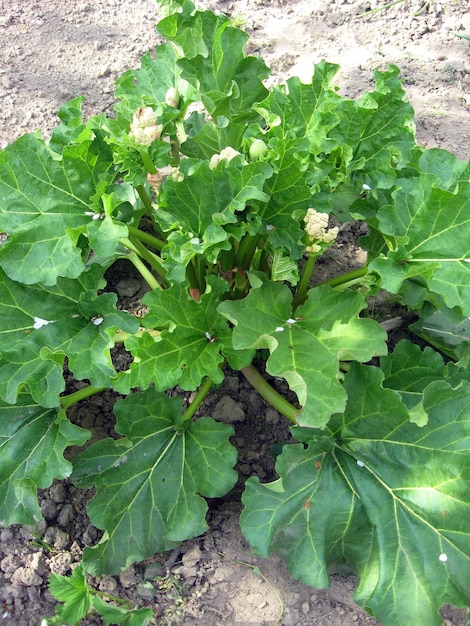 Big bush of rhubarb with great green leaves