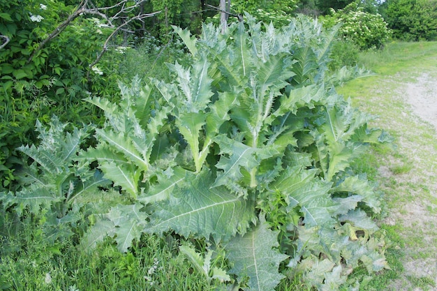 큰 녹색 잎을 가진 Sonchus arvensis의 큰 덤불