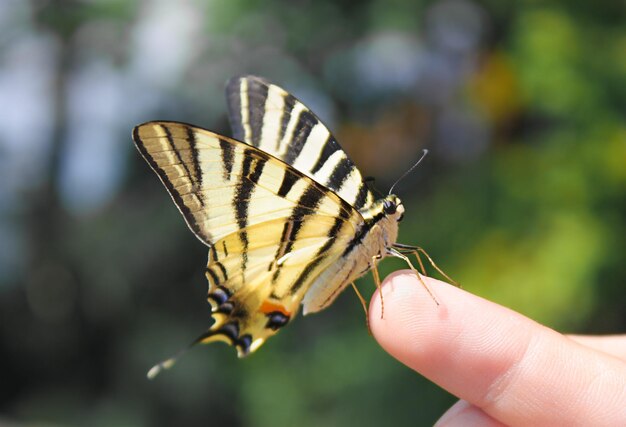 Big butterfly in human hand High quality photo