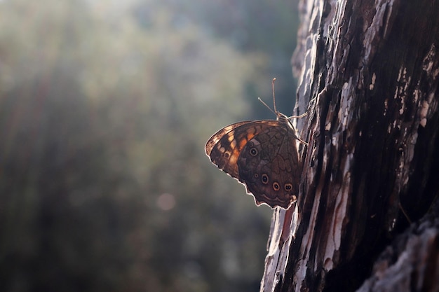 Big butterfly on plant bark