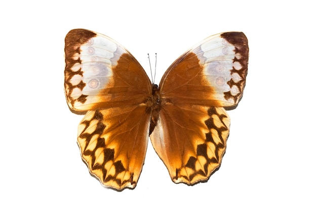 Big butterfly with yellow wings isolate on white background