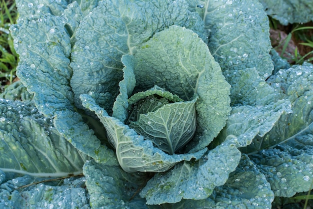 大きなキャベツ。秋の収穫。野菜。ガーデニングと栽培。健康的な食べ物と食事。