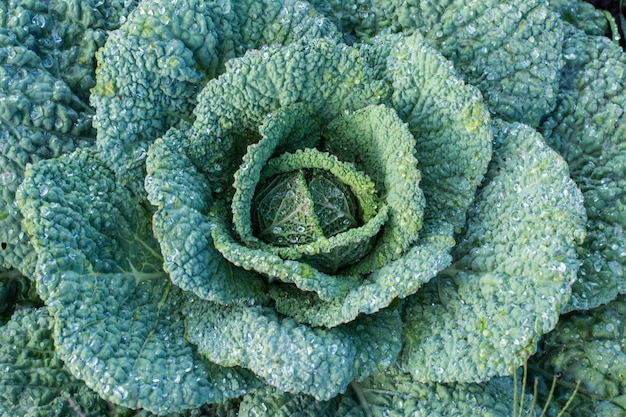 Big cabbage in the garden. Autumn harvest. Vegetables. Gardening and cultivation. Healthy 