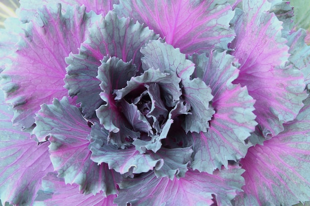 Big cabbage growing in the garden, fresh violet hydroponic vegetable