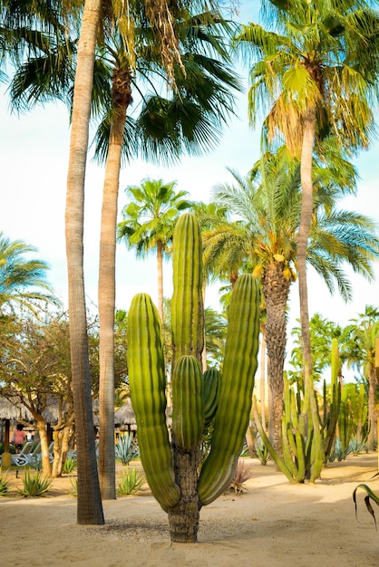 Big Cactus in Cabo San Lucas Mexico