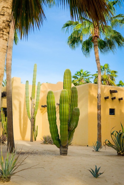 Big Cactus in Cabo San Lucas Mexico