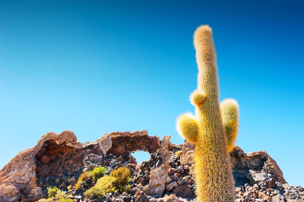 Big cactus on Incahuasi island, Salar de Uyuni, Altiplano, Bolivia.