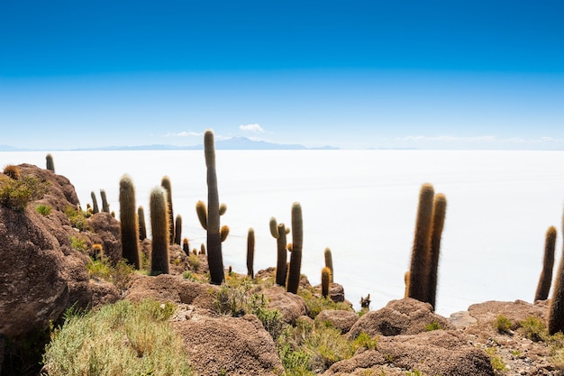 Incahuasi 섬의 큰 선인장, 소금 평지 Salar de Uyuni, Altiplano, 볼리비아