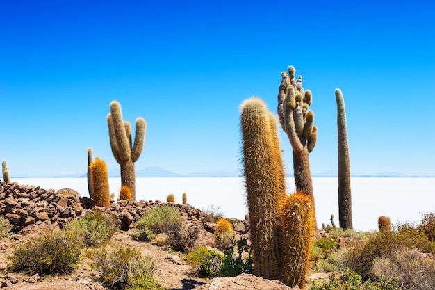 Big cactus on Incahuasi island, salt flat Salar de Uyuni, Altiplano, Bolivia