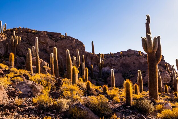 Big cactus on Incahuasi island salt flat Salar de Uyuni Altiplano Bolivia