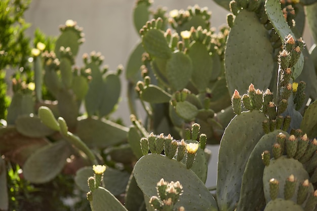 写真 晴れた日の大きなサボテン植物の熱帯の背景高品質の写真