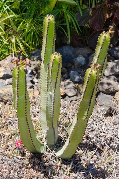 Big cactus outdoor in a desert landscape, Tenerife, Canary islands, Spain.