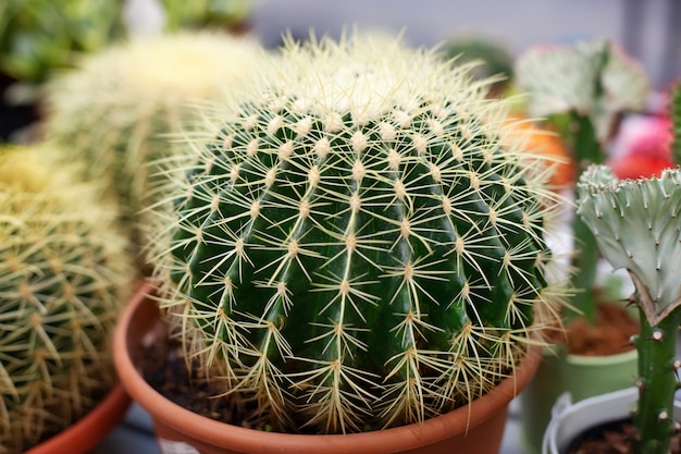 Big cactus in pot. Potted house plants decor, cactus for home decoration. Cacti in flower pots. Collection of various cactus plants in different pots. Modern and floral concept of home garden interior