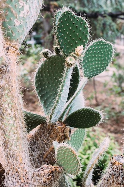 Grande cactus nei vasi cactus per la decorazione cactus soffice con aghi lunghi