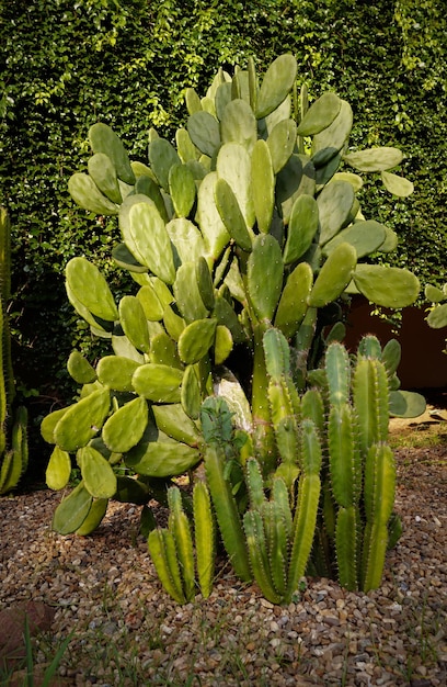 Photo big cactus in the public park backgroundvertical