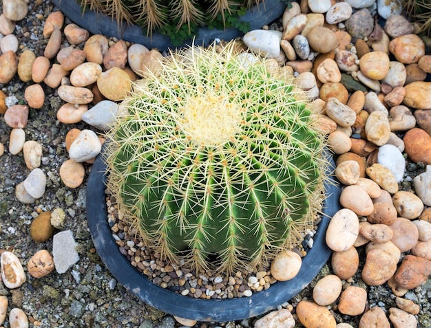 大きなサボテンのとげのある植物が育つ