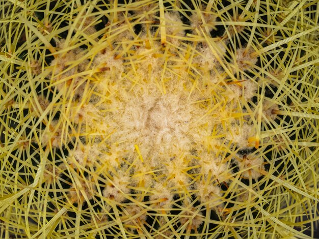 Photo big cactus with yellow needles. cactus in a pot on counter of a flower shop