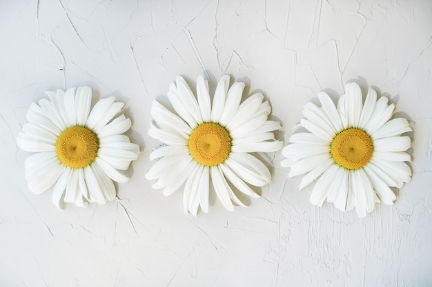 Big camomile on a gray textural background. Minimalistic flower decoration. Three bright and beautiful daisies