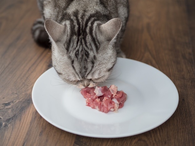 食べ物を食べる大きな猫