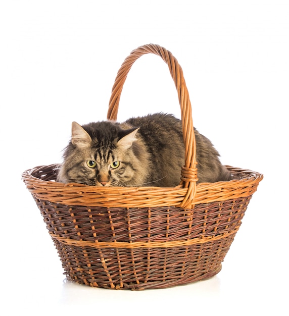 Big cat norvegian, feline with long hair in basket