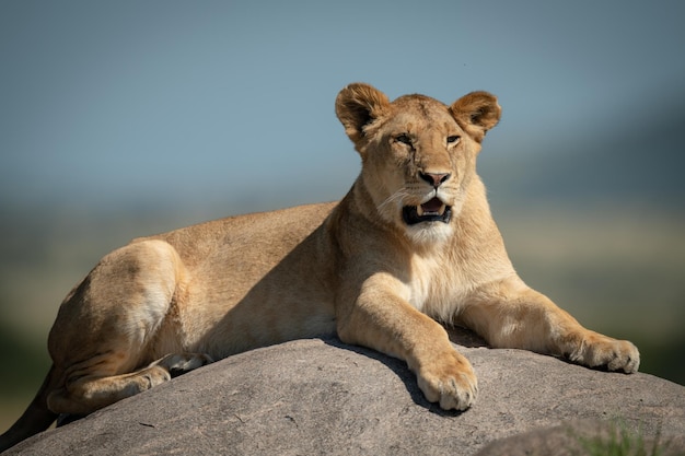 Photo big cat on rock