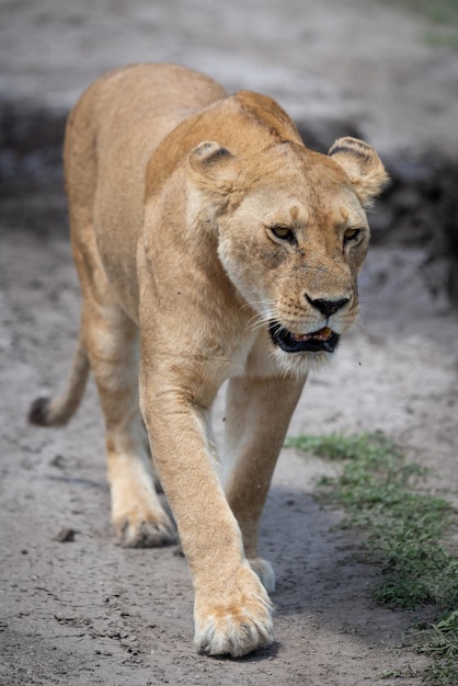 big cat on rock