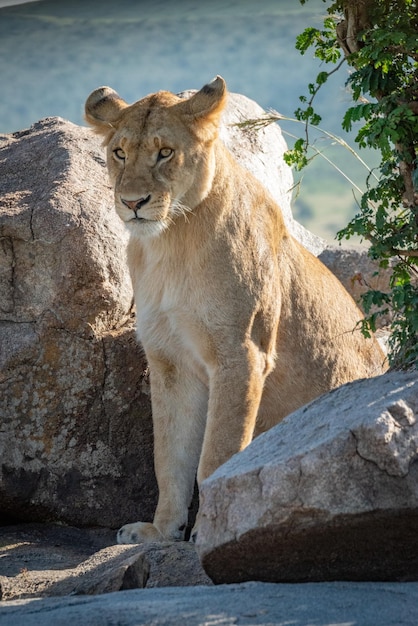 Foto grande gatto sulla roccia