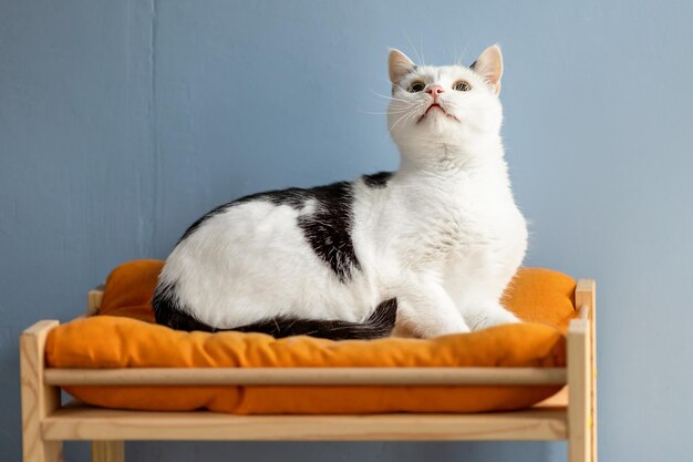 A big cat sits on a pillow and looks up.