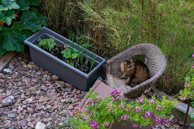 Big cat sitting on a wicker chair in the garden