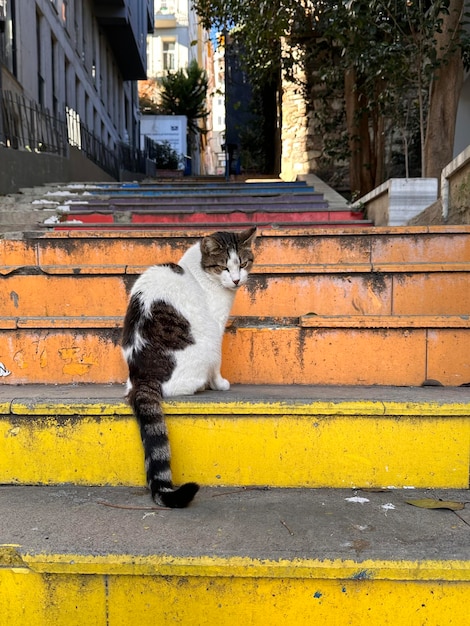 Foto grande gatto per strada a istanbul