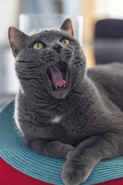 A big cat with a wide open mouth looks up. Cat of British breed