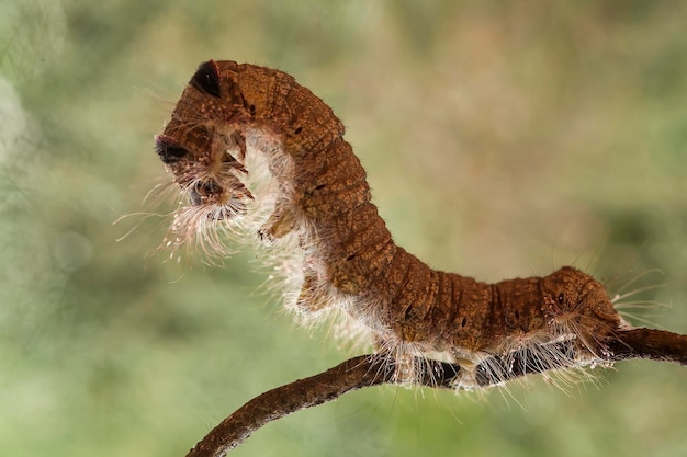 Photo big caterpillar on branch