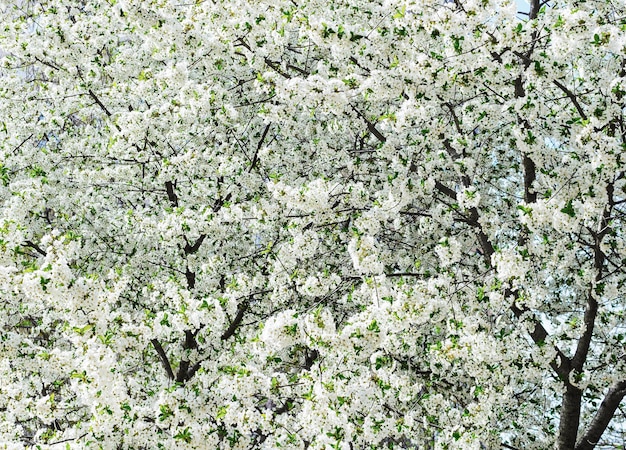 Big cherry blossom tree in the garden