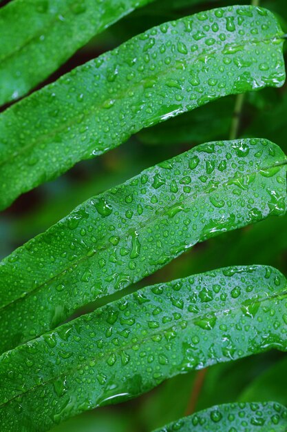 Big close up anthurium leave with a lot of mist