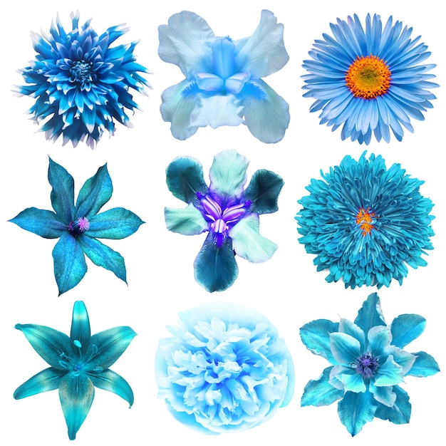 Фото Большая коллекция различных голубых головных цветов астра ирис клематис хризантема роза георгин лилия изолированы на белом фоне плоский вид сверху