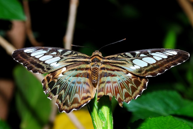 Big colorful butterfly