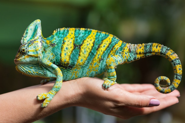 A big colorful chameleon is sitting on a female hand, on a background of greenery, an exotic animal