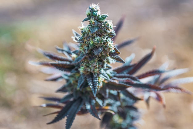 Большой и красочный бутон марихуаны, изолированные на размытом фоне сативы жевательной резинки. Потрясающее растение каннабис с яркими осенними теплыми цветами.