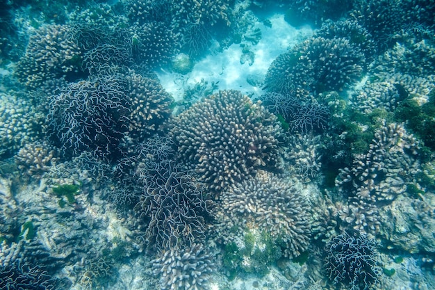 Grande barriera corallina nel mare delle andamane dell'isola similan