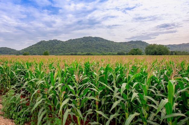 Photo big corn field farm