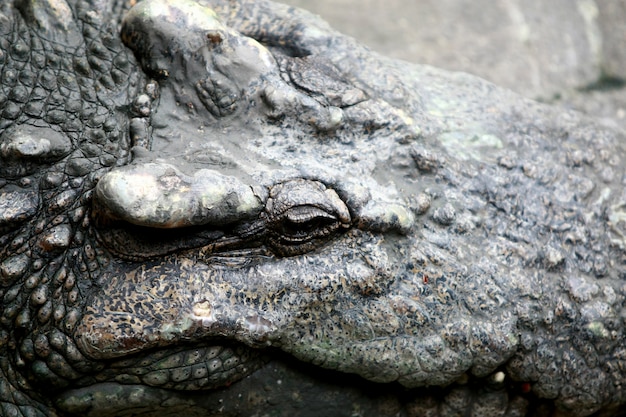 Большой крокодил на ферме, Таиланд