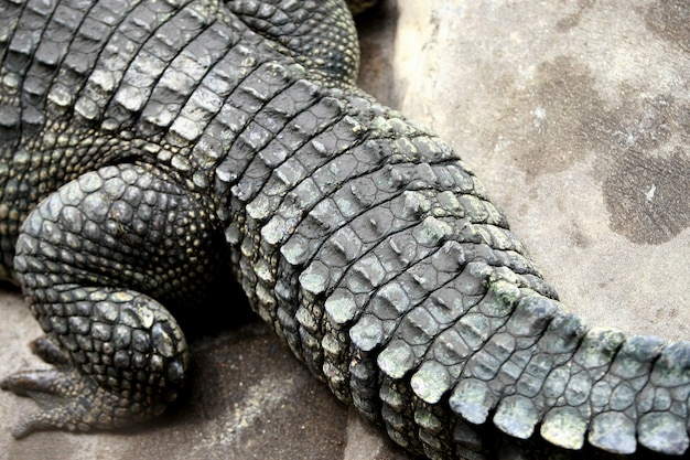 big crocodile in the farm