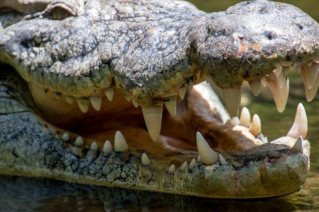 アフリカ、ケニア国立公園の大きなワニ