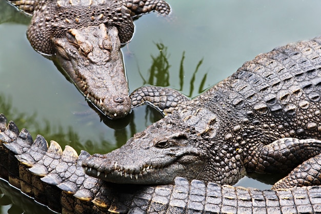 Big crocodiles